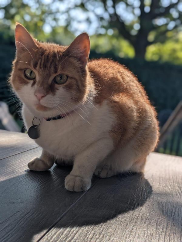 Pip