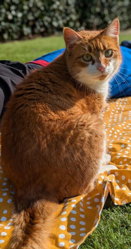 Pip