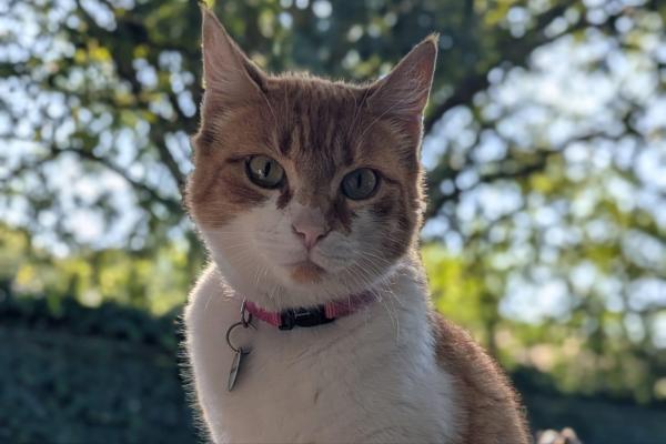 Pip