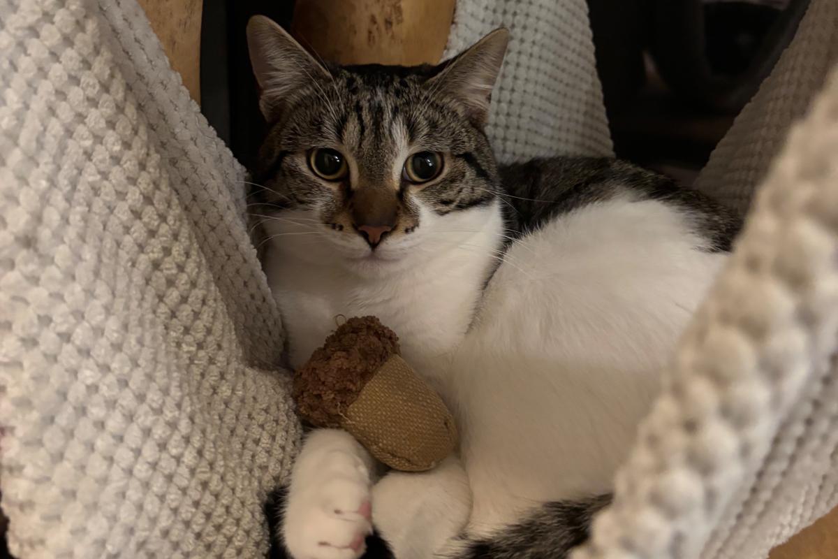Cora