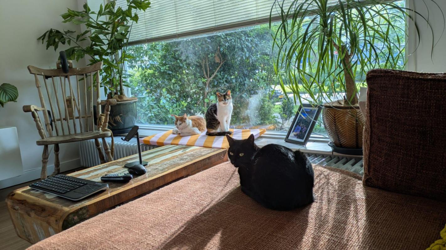 Mowgli