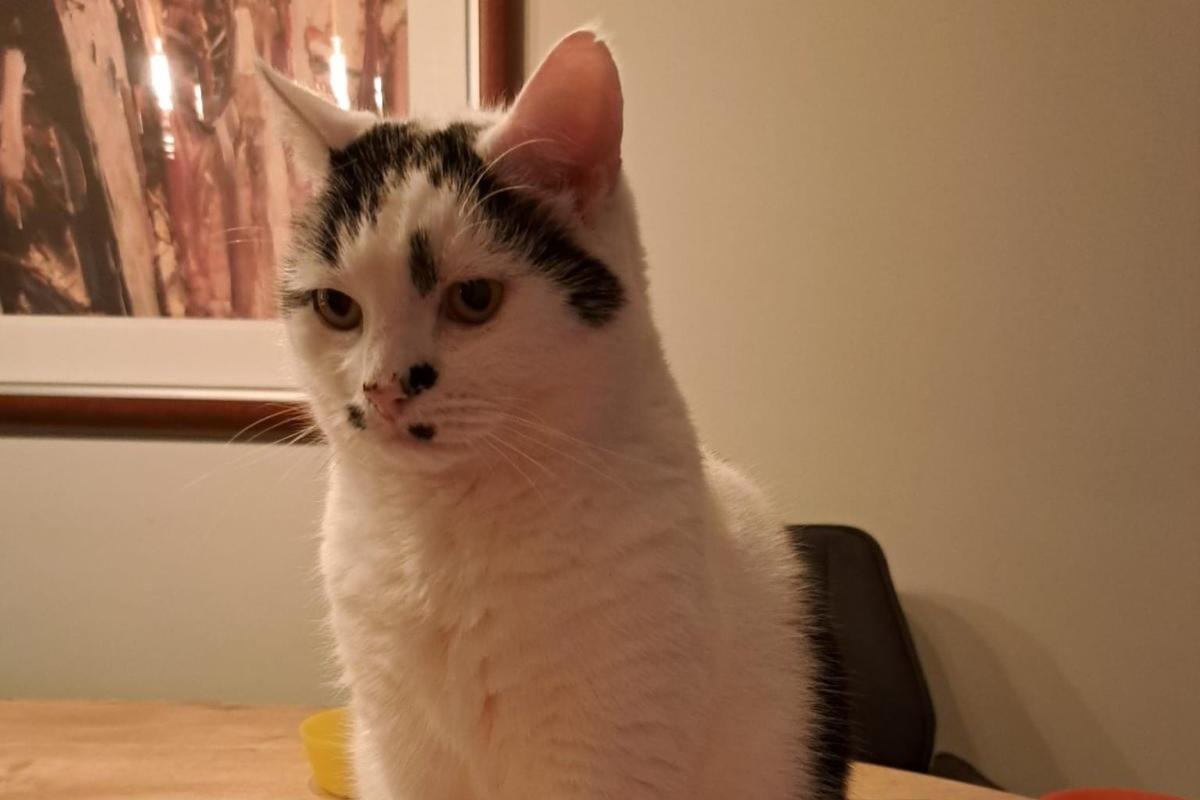 Ollie