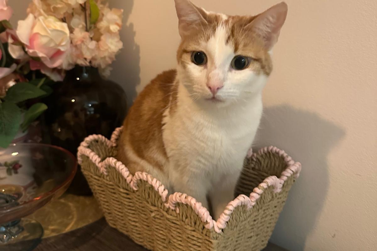 Coco