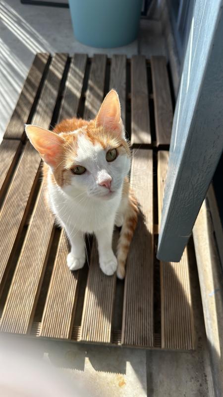 Coco