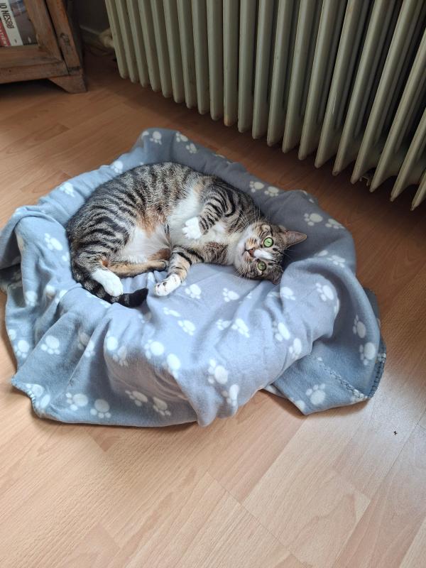 Nala