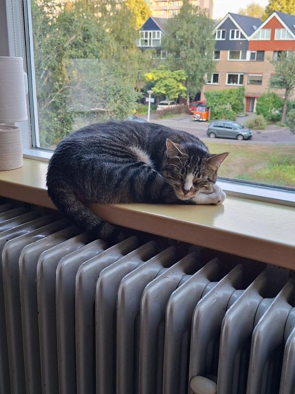 Nala