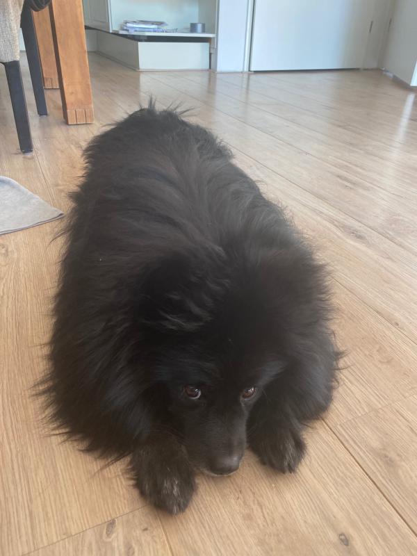 Hugo