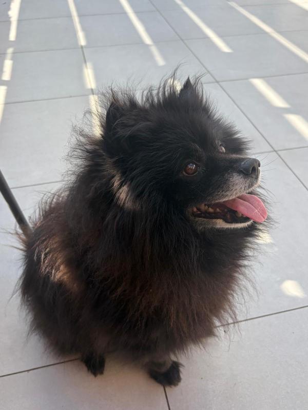 Hugo