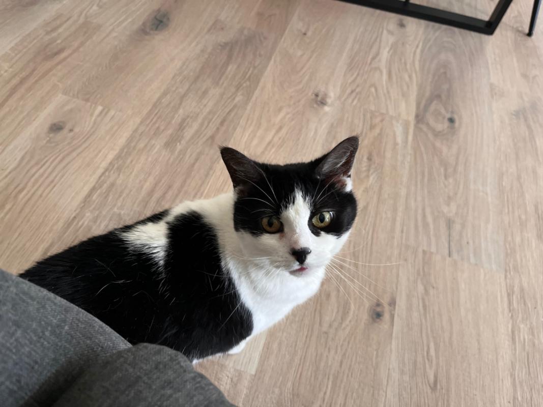 Mimi