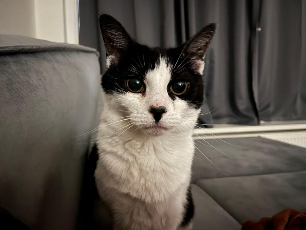 Mimi