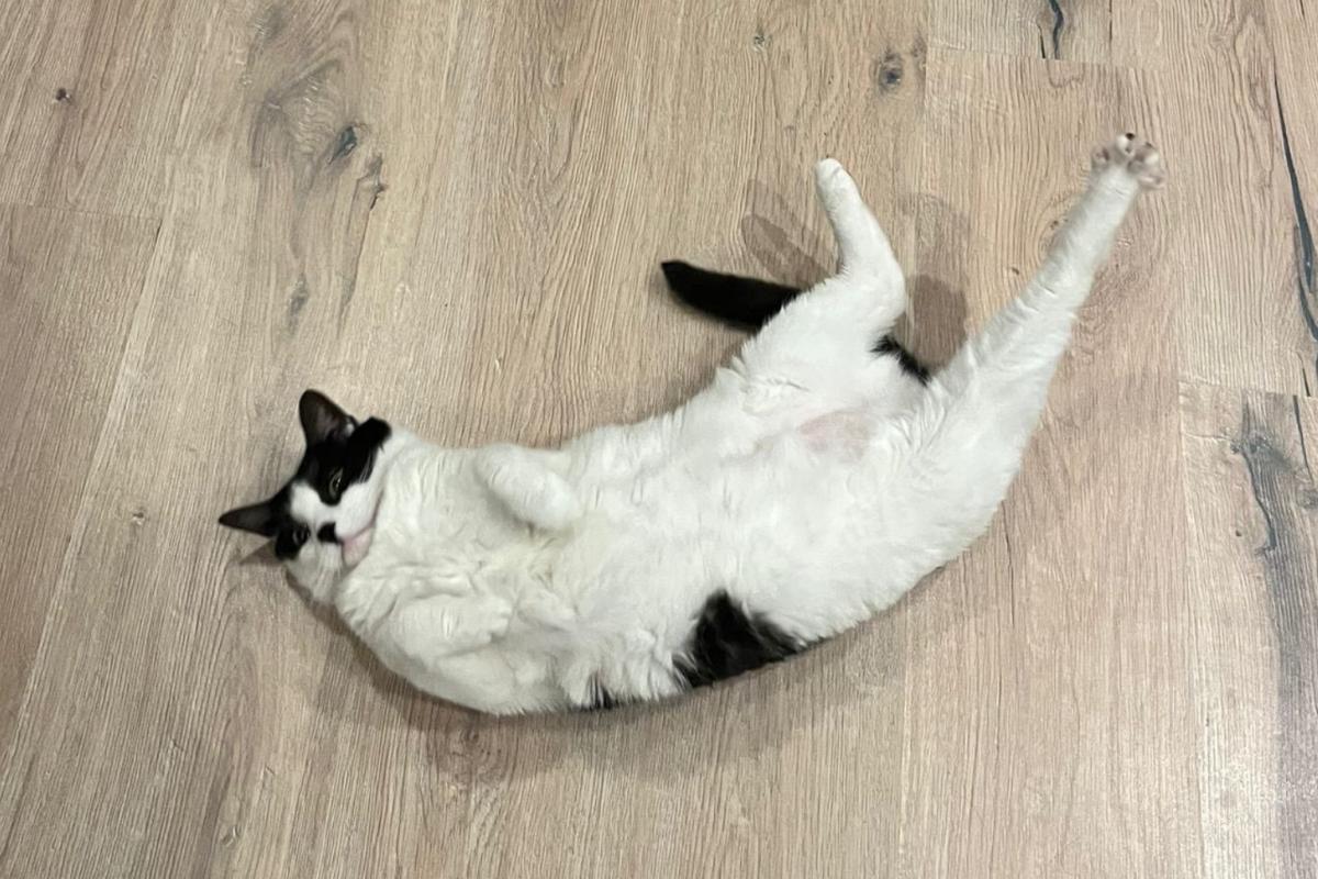 Mimi