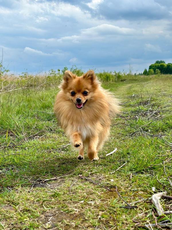 Foxy
