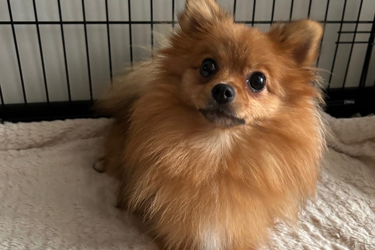 Foxy