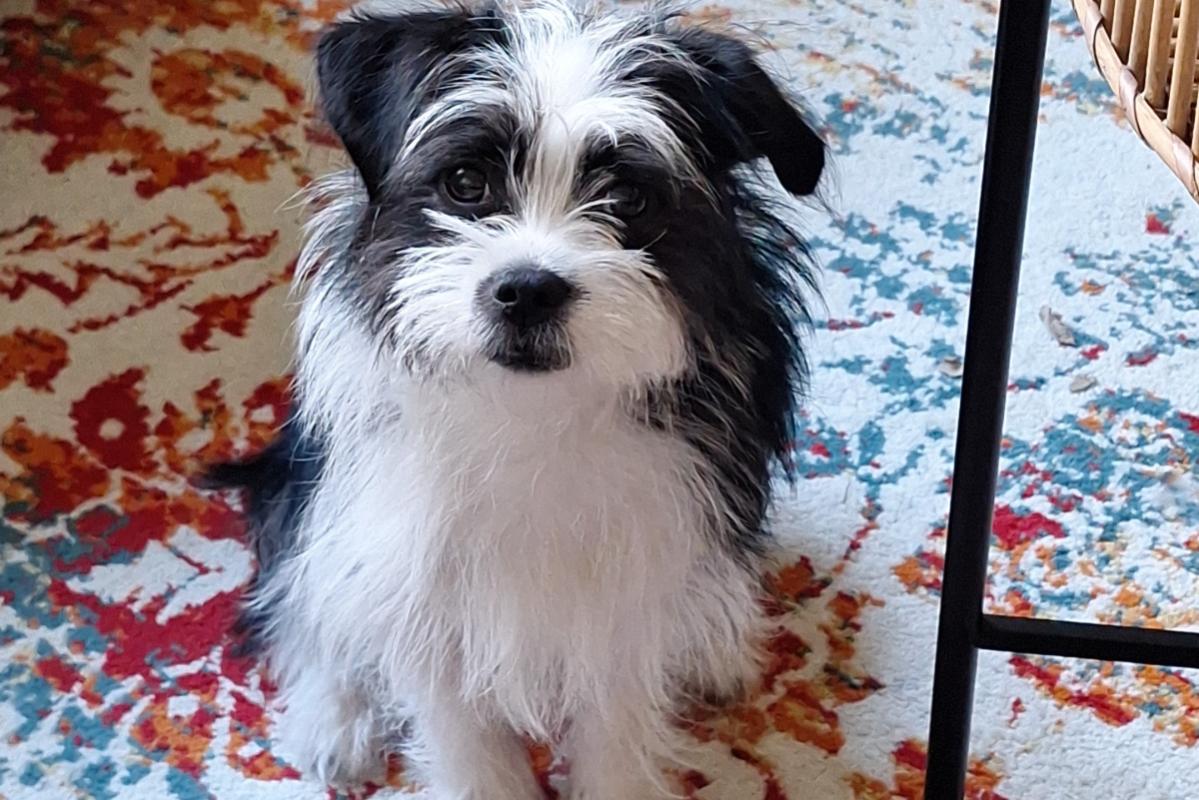 Bilbo