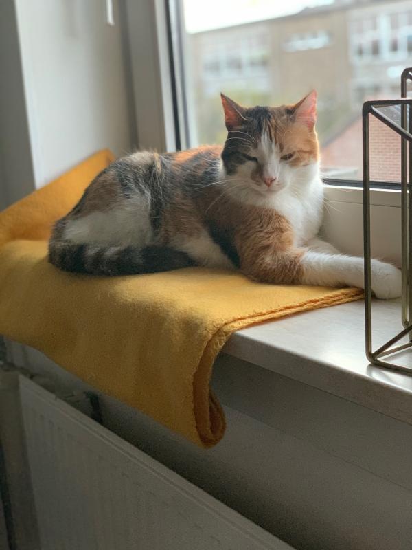 Nysa