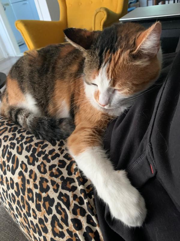 Nysa