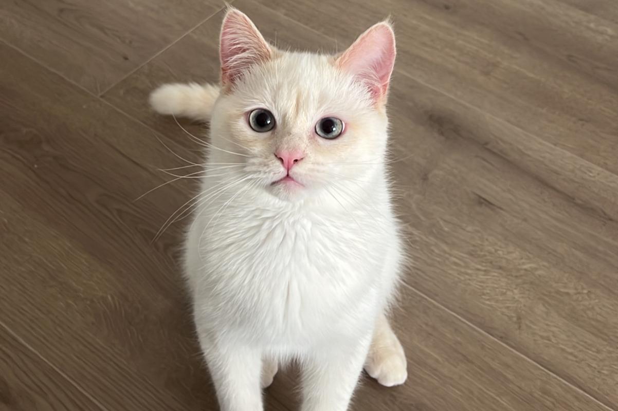 Yuki