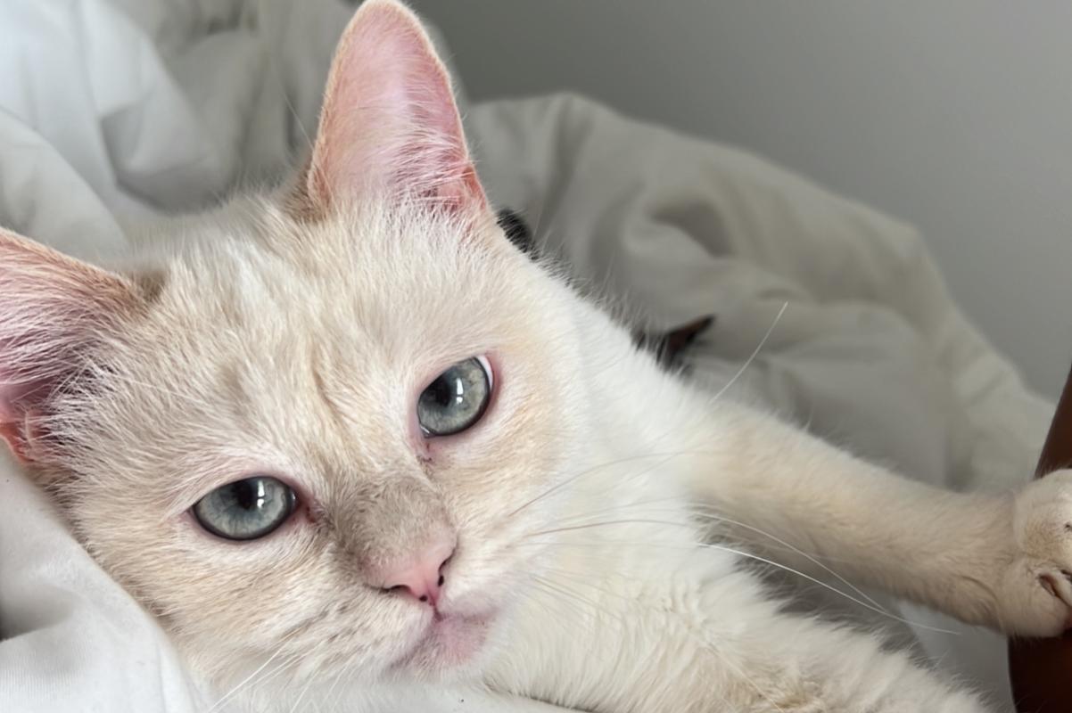 Yuki