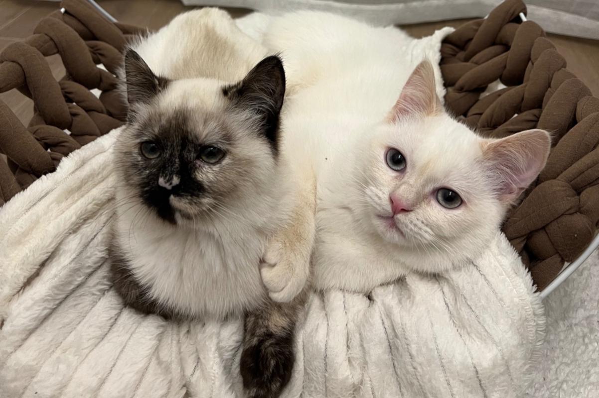 Yuki