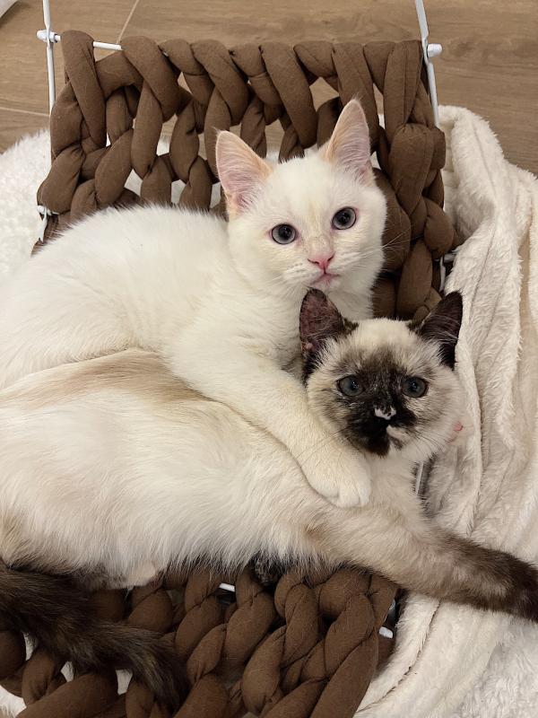 Mila + Yuki