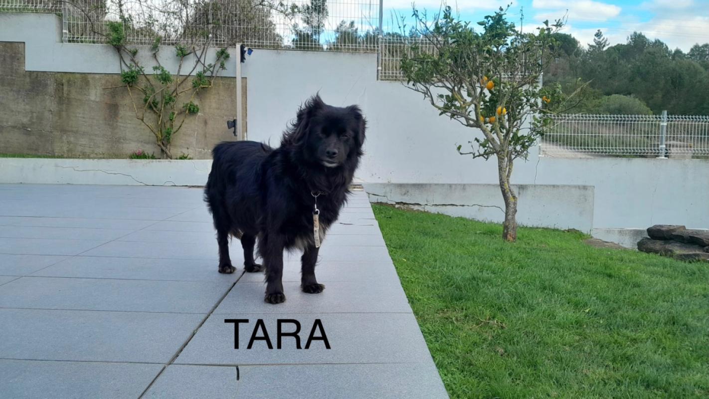 Tara