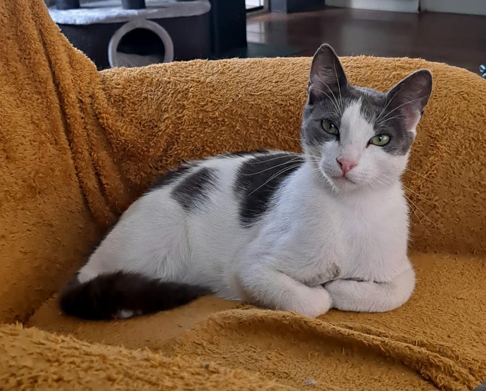 Bibi