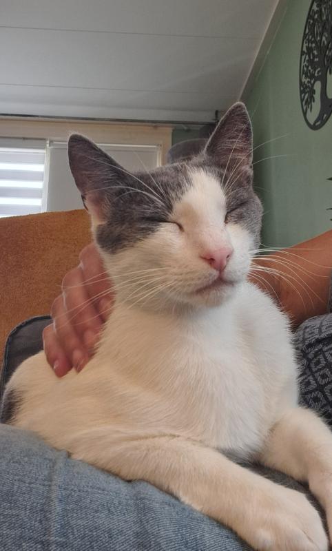 Bibi