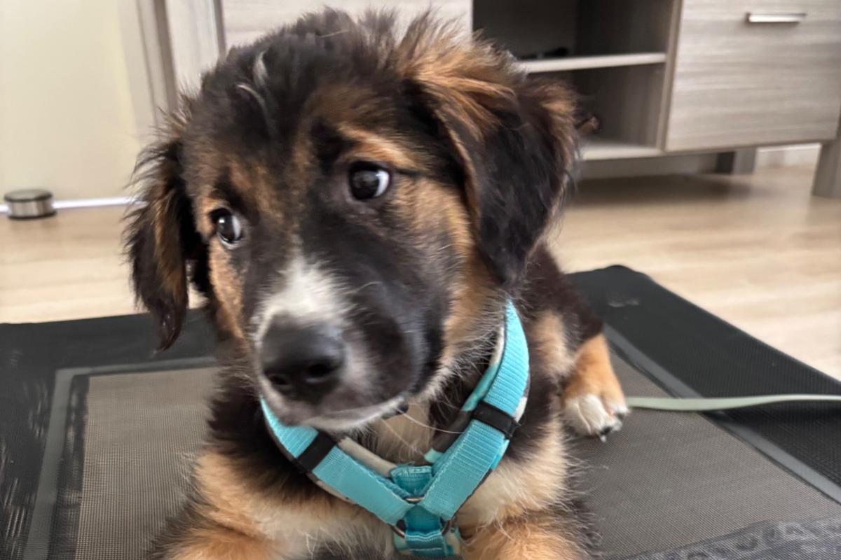Bowie