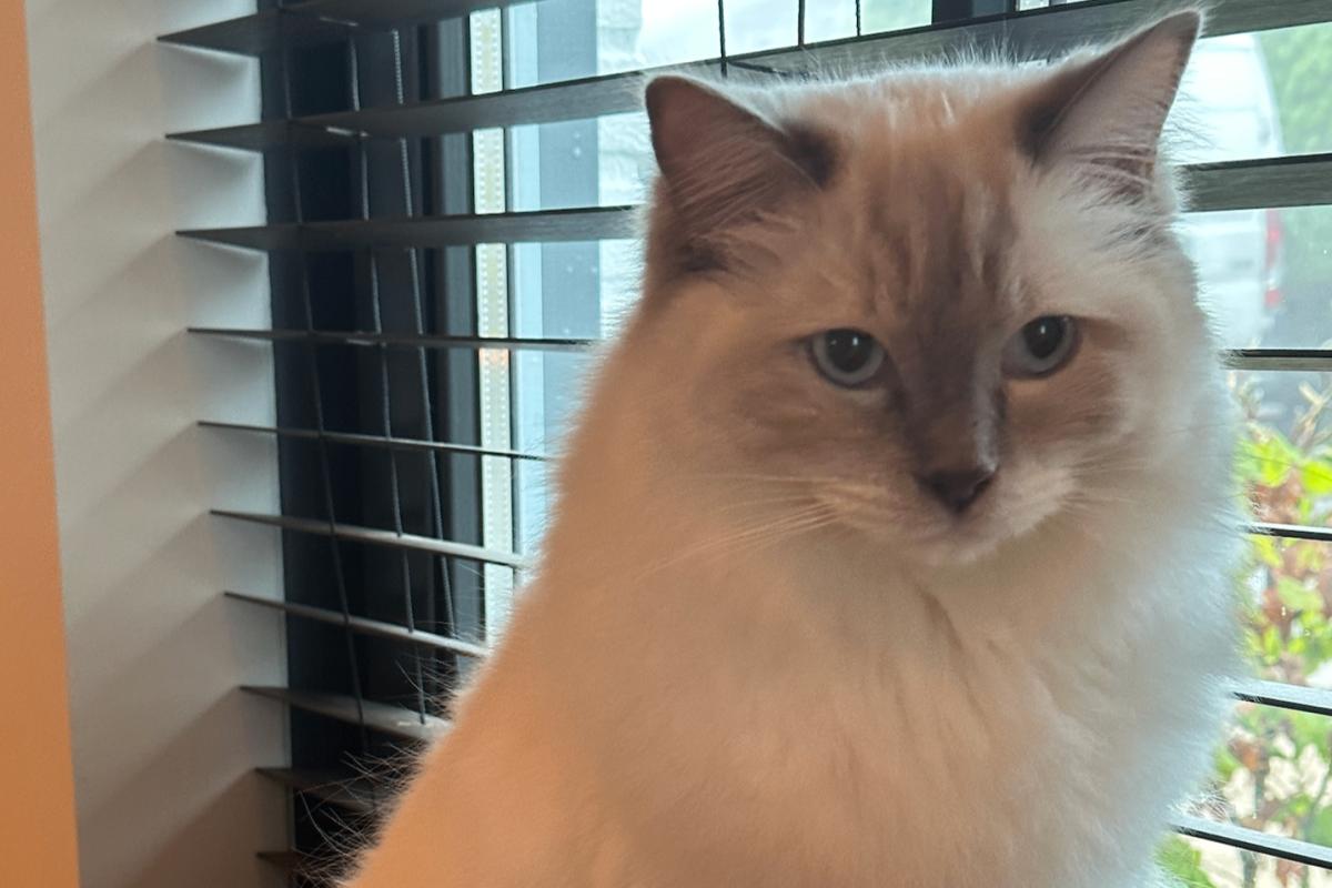 Louie