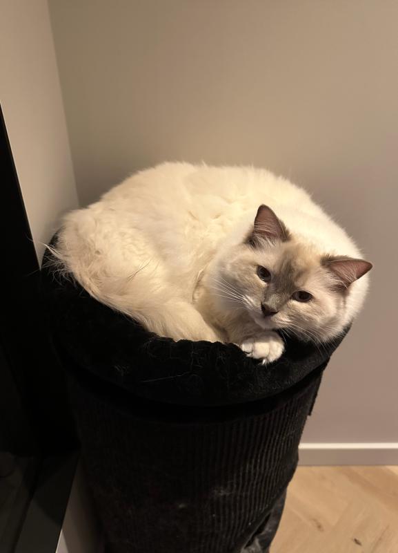 Louie