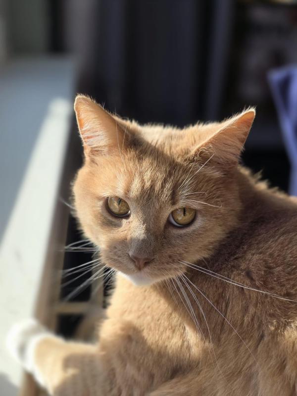 Floki