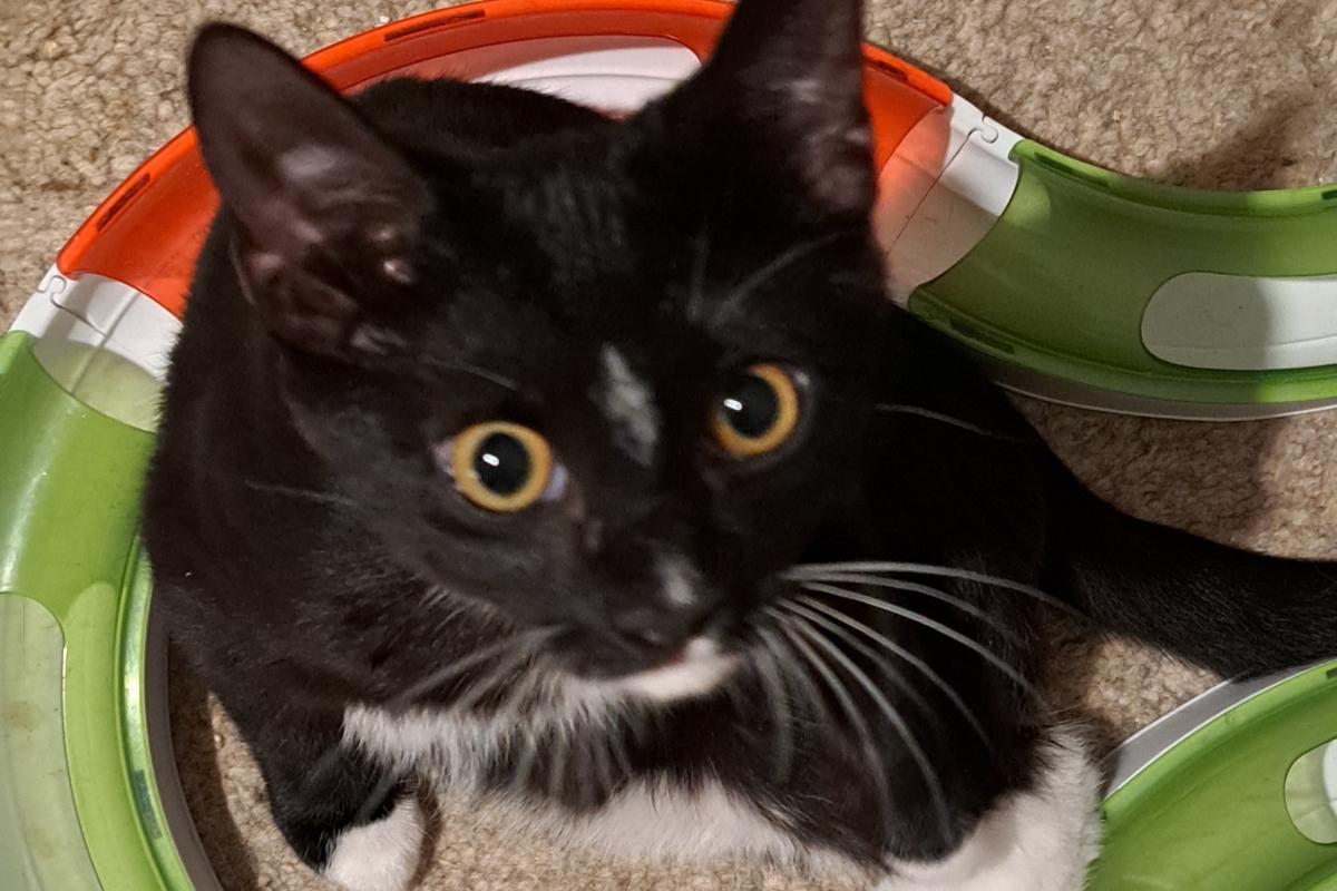 Tico