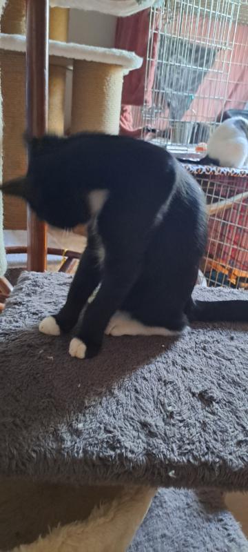 Tico