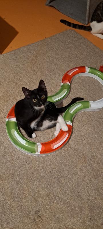 Tico