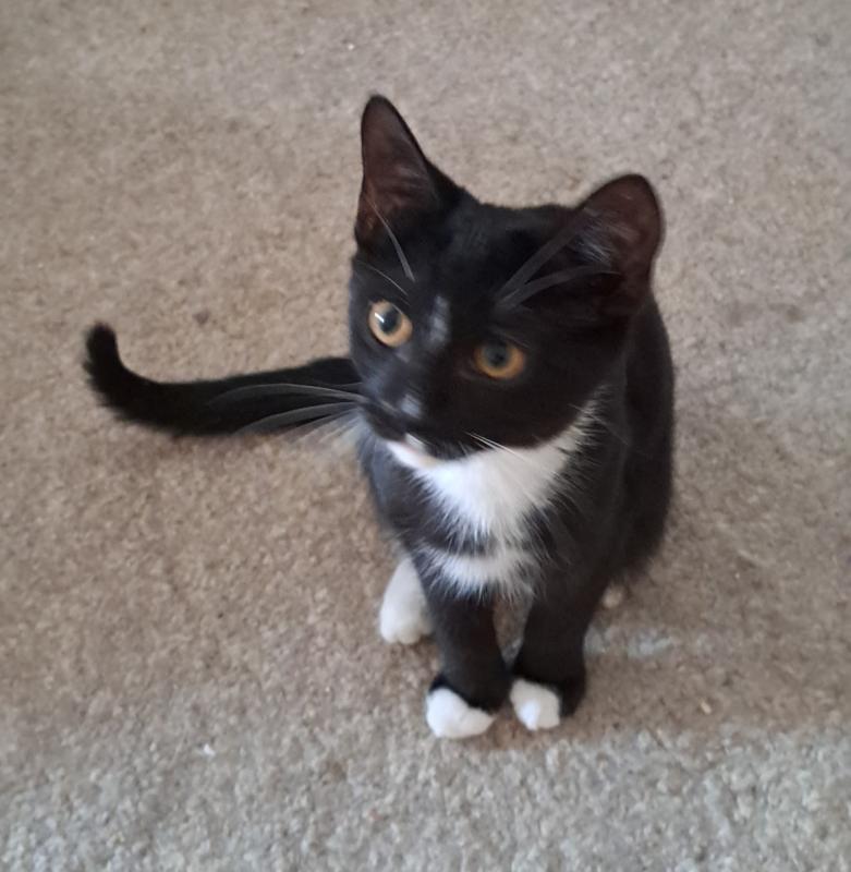 Tico