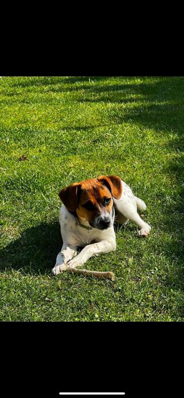 Baco