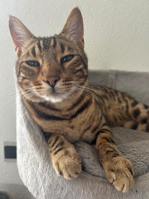 Leopold