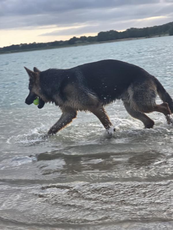 Dex