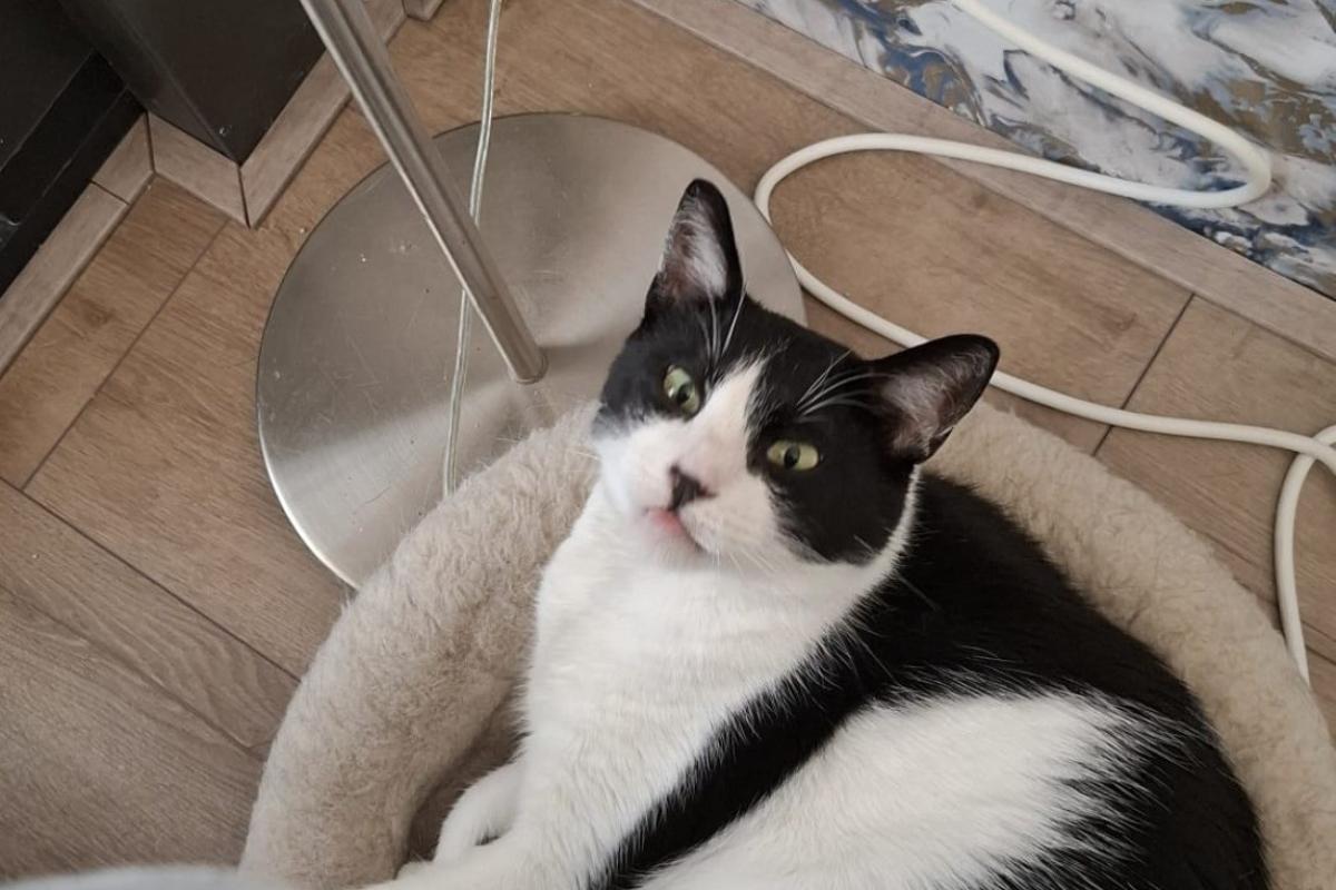 Gizmo