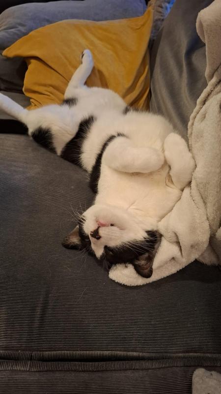 Gizmo