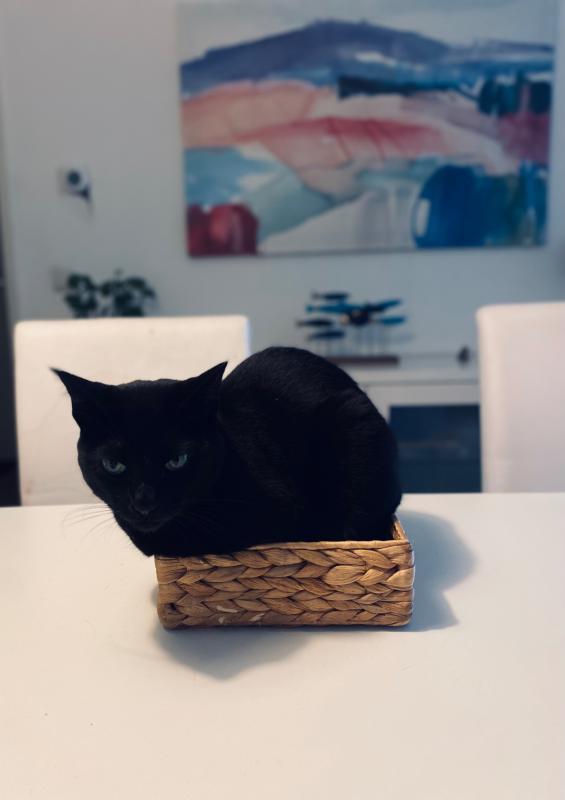Dj