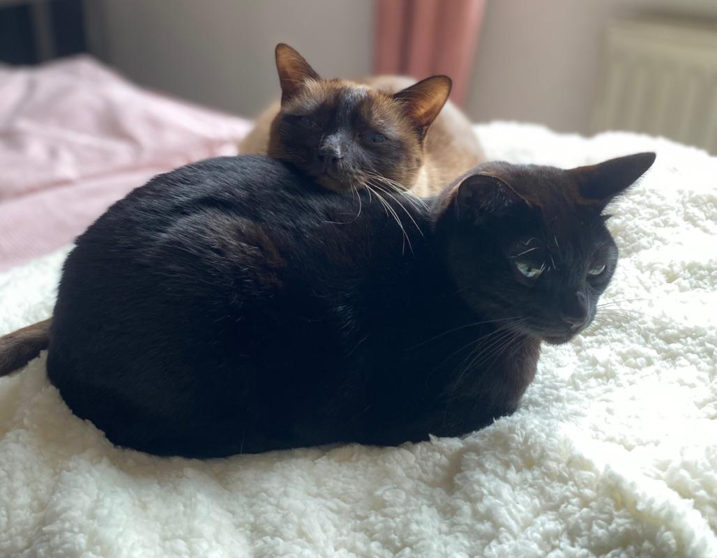 Dj