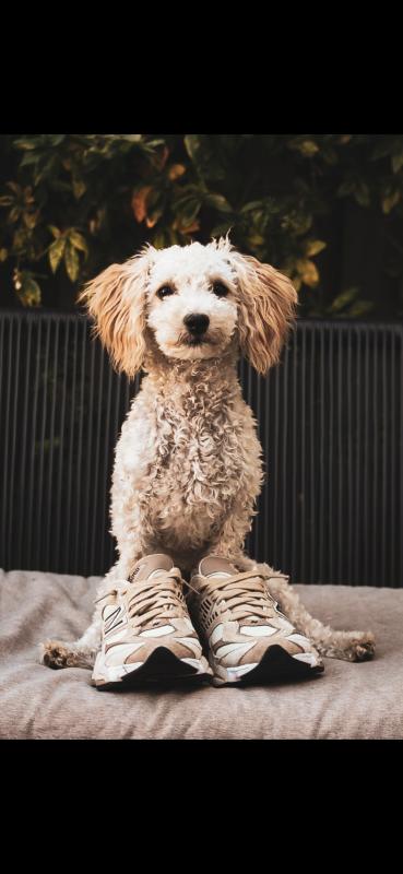 Teddy