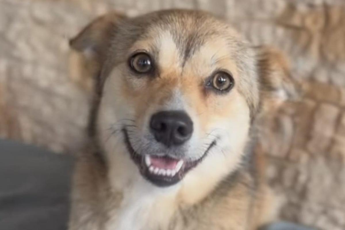 Suki