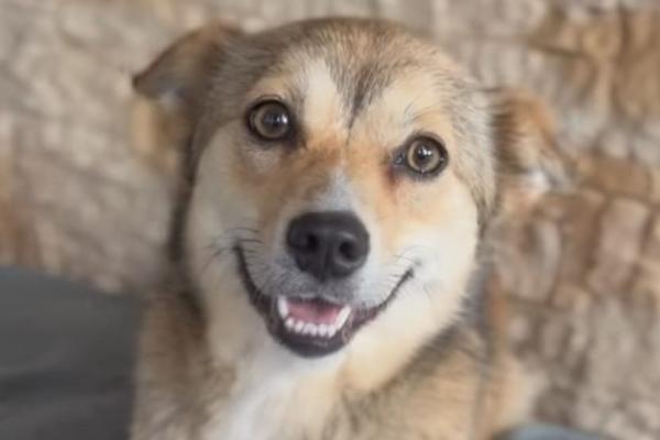 Suki