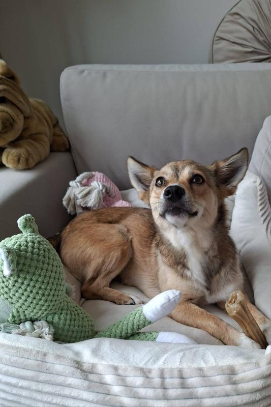 Suki