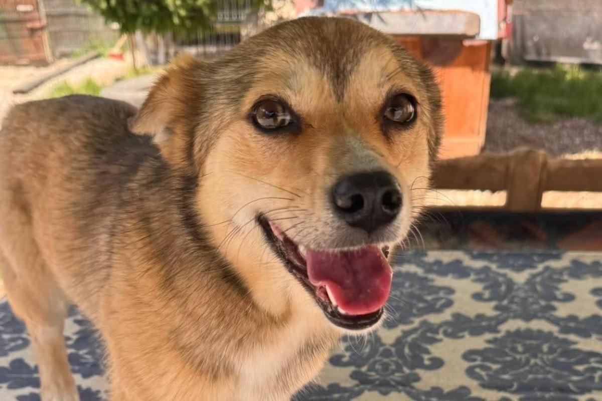 Suki