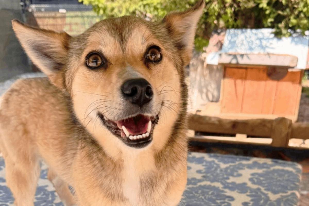 Suki
