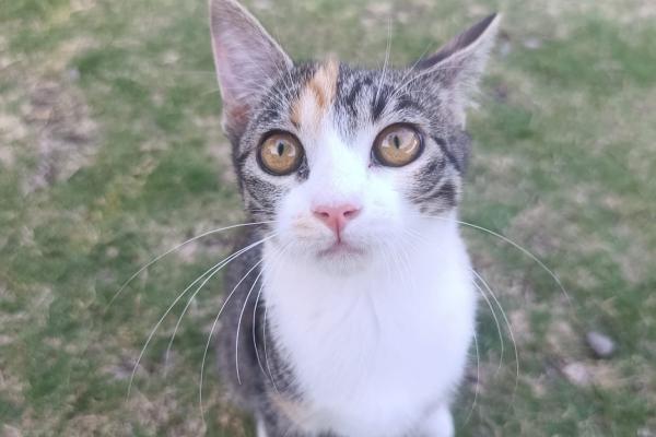 Mimi