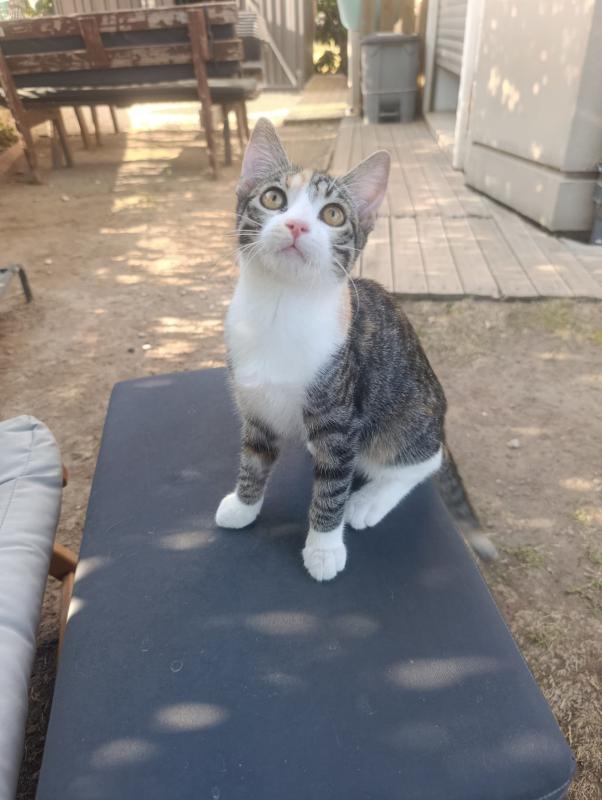 Mimi